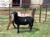 1+1X EWE B3GENETICS PTY LTD - 2