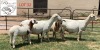 WITHDRAWN - 2+2X EWE B3GENETICS PTY LTD (Pay per piece to take the lot)