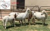 WITHDRAWN - 2+2X EWE B3GENETICS PTY LTD (Pay per piece to take the lot) - 2