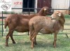 WITHDRAWN - 2X EWE B3GENETICS PTY LTD (Pay per piece to take the lot) - 2