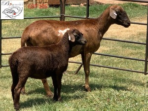 WITHDRAWN - 1+1X EWE B3GENETICS PTY LTD