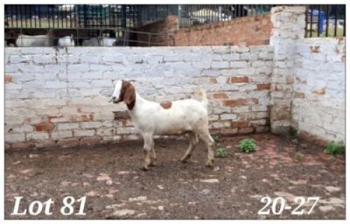 1X BOERBOK OOI/EWE CR Botha Boerbokstoet - KUDDE