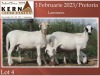 4X EWE KERN MEATMASTERS (Pay per piece to take the lot) - 2