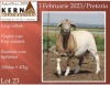 1+1X EWE KERN MEATMASTERS - 5