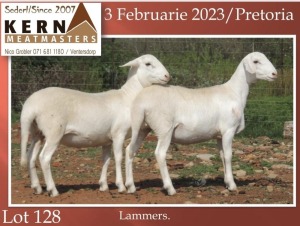 2X EWE KERN MEATMASTERS (Pay per piece to take the lot)