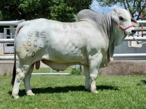 1 x GREY BRAHMAN BULL WBS20804 Mr Anvil Wayside Brahman Stud