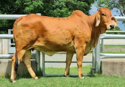 1 x RED BRAHMAN COW WB 17119 Ms Rojo Wayside Brahman Stud