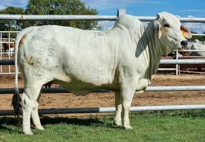 1 x GREY BRAHMAN COW WBS14482 Ms Baron Wayside Brahman Stud