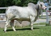 1 x GREY BRAHMAN BULL WBS20803 Mr Sledge Wayside Brahman Stud