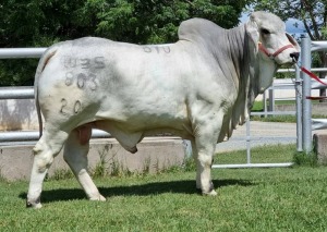 1 x GREY BRAHMAN BULL WBS20803 Mr Sledge Wayside Brahman Stud