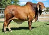 1 x RED BRAHMAN BULL WB20261 Mr. Tabasco Wayside Brahman Stud