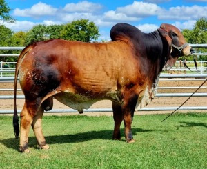 1 x RED BRAHMAN BULL WB202027 Mr Tabasco Wayside Brahman Stud