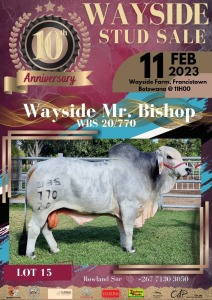 1 x GREY BRAHMAN BULL WBS 20770 Mr Bishop (ET) Wayside Brahman Stud