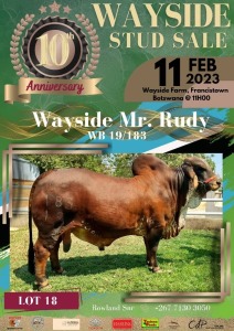 1 x RED BRAHMAN BULL WB19183 Mr Rudy Wayside Brahman Stud