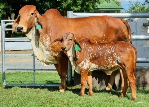 1+1 x RED BRAHMAN COW WITH CALVE WB12824 Ms Express Wayside Brahman Stud