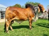 1 x RED BRAHMAN BULL WB19200 Mr Falcon Wayside Brahman Stud