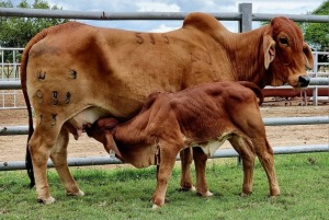 1+1 x RED BRAHMAN COW WITH CALVE WB13938 Ms Rojo Wayside Brahman Stud