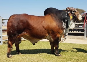 1 x RED BRAHMAN BULL EMBRYO CALF WB 22364 Mr Express Wayside Brahman Stud