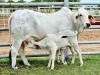 1+1 x GREY BRAHMAN COW WITH CALVE WBS 19756 Ms Grandway Wayside Brahman Stud