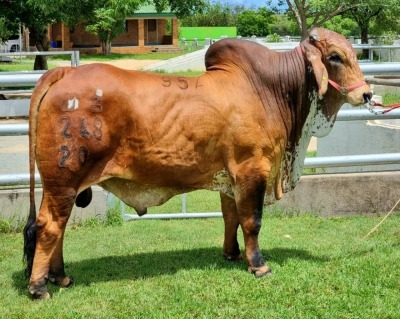 1 x RED BRAHMAN BULL WB20248 Mr Titan Wayside Brahman Stud