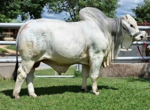 1 x GREY BRAHMAN BULL WBS 20787 Mr Highway Wayside Brahman Stud