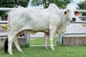 1 x GREY BRAHMAN COW WBS18682 Ms Hammer Wayside Brahman Stud