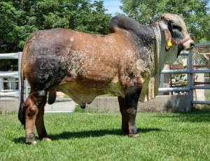 1 x RED BRAHMAN BULL WB 20251 Mr Titan Wayside Brahman Stud