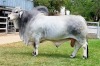 1 x GREY BRAHMAN BULL R10T1639 Mr Jack Benny Wayside Brahman Stud