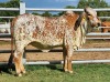 1 x RED BRAHMAN HEIFER WB20223 Ms Loveblanket Wayside Brahman Stud