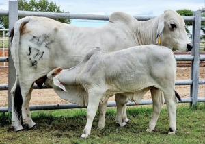 1+1 x GREY BRAHMAN COW WITH CALVE JVZ10371 Kroonvee ME 301 Wayside Brahman Stud