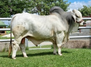 1 x GREY BRAHMAN BULL WBS 20781 Mr Sledge Wayside Brahman Stud