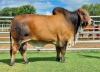 1 x RED BRAHMAN BULL WB20213Mr Royal Wayside Brahman Stud