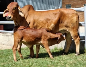 1+1 x RED BRAHMAN COW WITH CALVE WB13879 Ms Espresso Wayside Brahman Stud