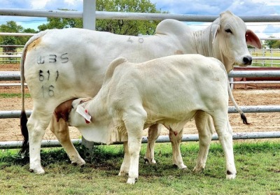 1+1 x GREY BRAHMAN COW WITH CALVE WBS 16611 Ms Josiah Wayside Brahman Stud