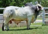 1 x GREY BRAHMAN BULL WBS 20776 Mr Woodson (ET) Wayside Brahman Stud