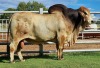 1 x RED BRAHMAN BULL WB 18125 Mr Bullet Wayside Brahman Stud