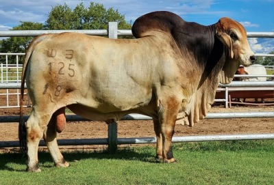 1 x RED BRAHMAN BULL WB 18125 Mr Bullet Wayside Brahman Stud