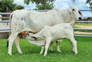 1+1 x GREY BRAHMAN COW WITH CALVE WBS14499 Ms Calixto (AI) Wayside Brahman Stud