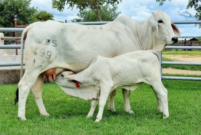 1+1 x GREY BRAHMAN COW WITH CALVE WBS14499 Ms Calixto (AI) Wayside Brahman Stud