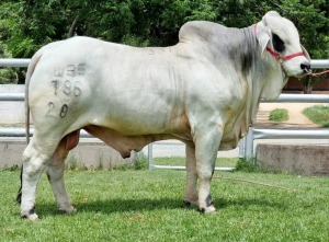 1 x GREY BRAHMAN BULL WBS 20786 Mr Highway Wayside Brahman Stud