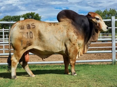 1 x GREY BRAHMAN BULL WBS18710 Mr Titan Wayside Brahman Stud