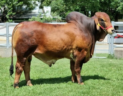 1 x RED BRAHMAN BULL WB20242 Mr Titan Wayside Brahman Stud