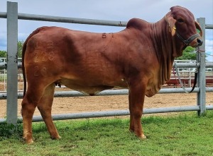 WITHDRAWN - 1 x RED BRAHMAN COW WB20228 Ms Tabasco Wayside Brahman Stud