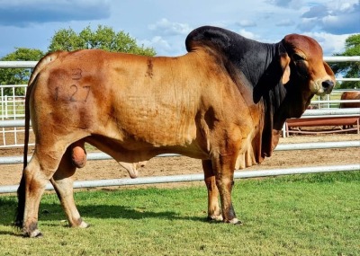 1 x RED BRAHMAN BULL WB18127 Mr Bullet Wayside Brahman Stud