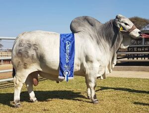 20 x GREY BRAHMAN WBS15531 SEMEN STRAWS Wayside Brahman Stud (Pay per piece to take the lot)