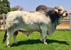 20 x GREY BRAHMAN WBS11370 Mr Sledge Semen Straws Wayside Brahman Stud (Pay per piece to take the lot)