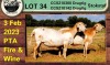 3+1X EWE COLLEN BOERDERY (Pay per piece to take the lot)