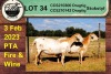 3+1X EWE COLLEN BOERDERY (Pay per piece to take the lot) - 2