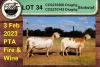 3+1X EWE COLLEN BOERDERY (Pay per piece to take the lot) - 3