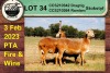 3+1X EWE COLLEN BOERDERY (Pay per piece to take the lot) - 5